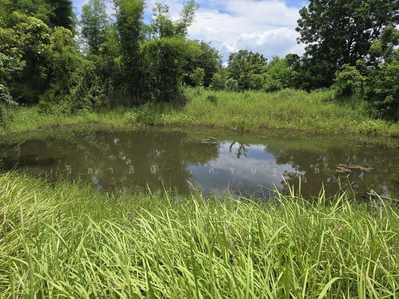 ขาย - ที่ดิน ถนน 2065, บ้านโสก, คอนสวรรค์, ชัยภูมิ