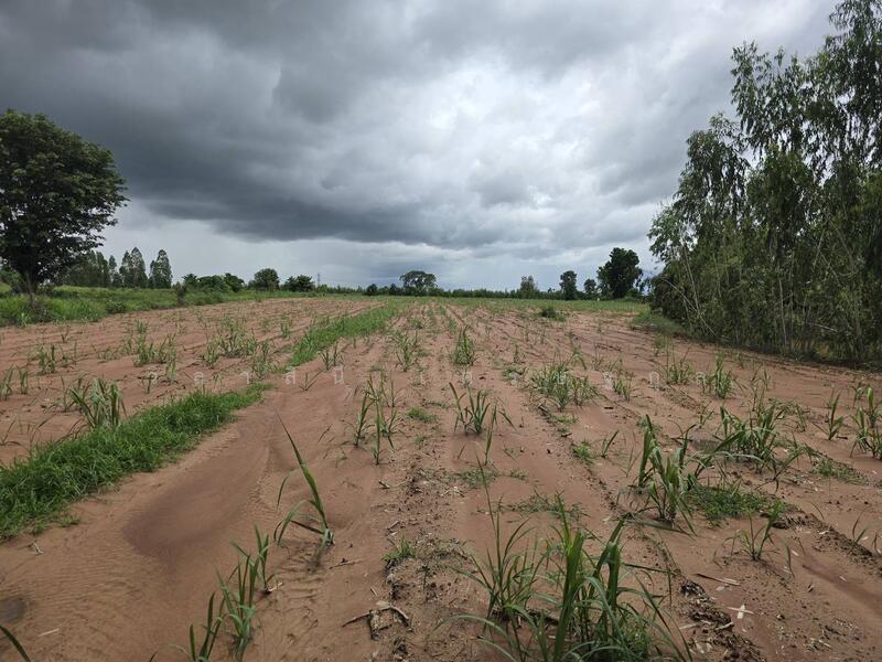 ขาย - ที่ดิน ถนน 2065, บ้านโสก, คอนสวรรค์, ชัยภูมิ