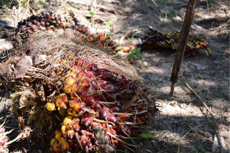 ขาย - Udon Thani, อุดรธานี