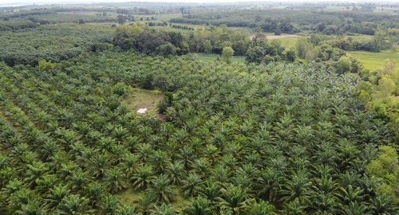 ขาย - Udon Thani, อุดรธานี