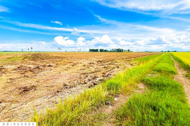 ขาย - DD-944698Land at Kechai, 5 rai 20 sq.w., Chumsaeng, Nakhon Sawan,, นครสวรรค์