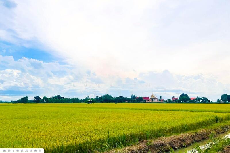 ขาย - DD-944698Land at Kechai, 5 rai 20 sq.w., Chumsaeng, Nakhon Sawan,, นครสวรรค์