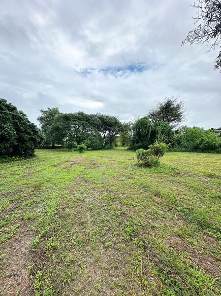 ขาย - ที่ดิน แม่สรวย, แม่สรวย, เชียงราย