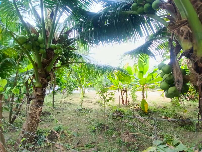 For Sale - บ้านเดี่ยวพร้อมที่ดินอัมพวา สมุทรสงคราม, Samut Songkhram