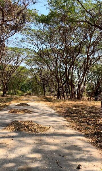 ที่ดินใกล้ถนนคอนกรีต ใกล้น้ำประปา-ไฟฟ้า