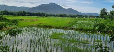 ขาย - San Kamphaeng, เชียงใหม่