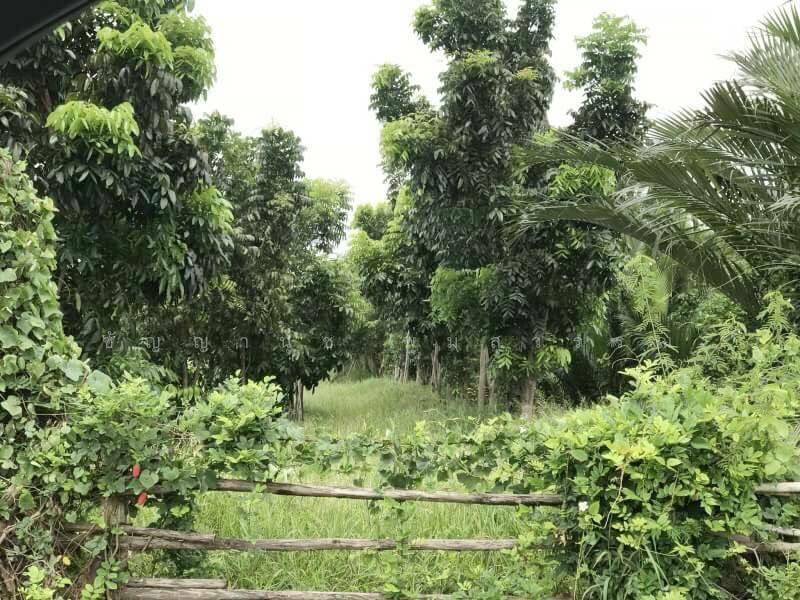 ขาย - ขาย ที่ดินสวย ริมแม่น้ำบางปะกง วิวท้องคุ้งแม่น้ำ อ.บางคล้า จ.ฉะเชิงเทรา, ฉะเชิงเทรา