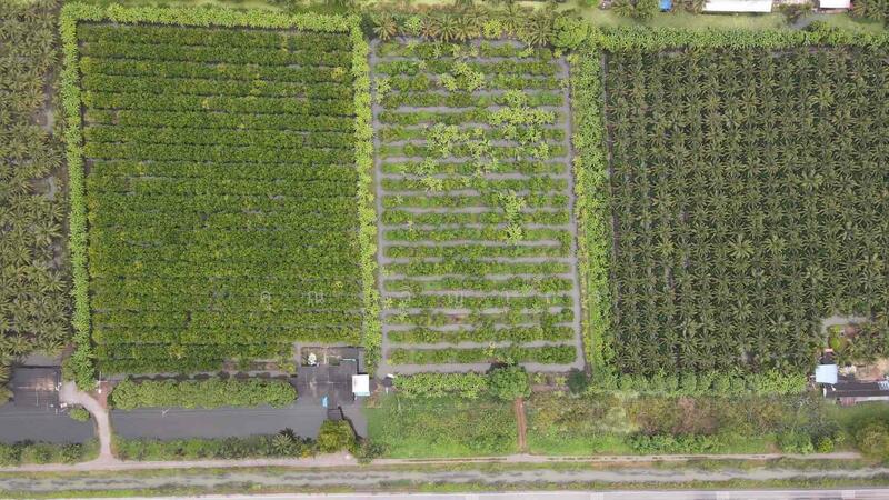 ขาย - ขายที่ดินสวน ทำเลดีมาก ติดหลังวัดหลวงพ่อสด –ด้านหน้าติดถนนคลองชลประทาน ดำเนินสะดวก จังหวัดราชบุรี, ราชบุรี