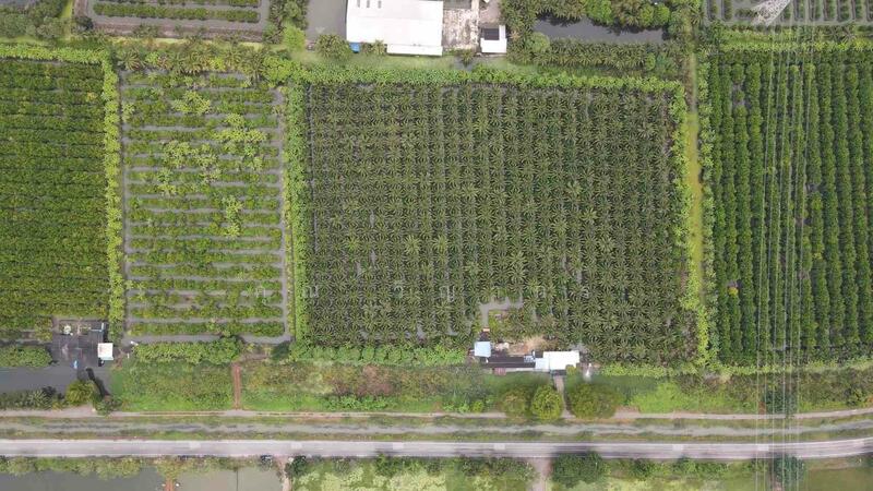 ขาย - ขายที่ดินสวน ทำเลดีมาก ติดหลังวัดหลวงพ่อสด –ด้านหน้าติดถนนคลองชลประทาน ดำเนินสะดวก จังหวัดราชบุรี, ราชบุรี