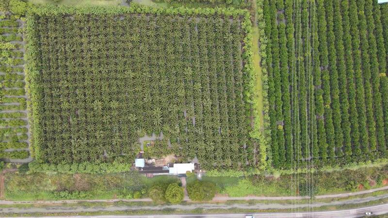 ขาย - ขายที่ดินสวน ทำเลดีมาก ติดหลังวัดหลวงพ่อสด –ด้านหน้าติดถนนคลองชลประทาน ดำเนินสะดวก จังหวัดราชบุรี, ราชบุรี