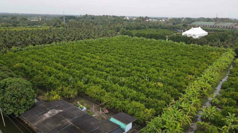 ขาย - ขายที่ดินสวน ทำเลดีมาก ติดหลังวัดหลวงพ่อสด –ด้านหน้าติดถนนคลองชลประทาน ดำเนินสะดวก จังหวัดราชบุรี, ราชบุรี