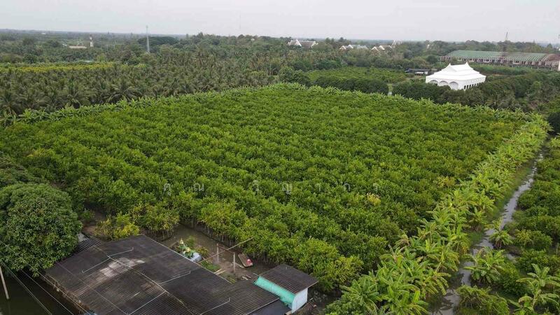 ขาย - ขายที่ดินสวน ทำเลดีมาก ติดหลังวัดหลวงพ่อสด –ด้านหน้าติดถนนคลองชลประทาน ดำเนินสะดวก จังหวัดราชบุรี, ราชบุรี