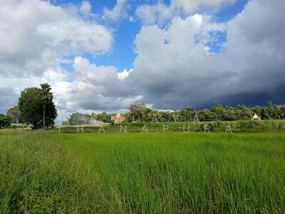 ขาย - ต.โคกสูง อ.อุบลรัตน์ จ.ขอนแก่น : Khok Sung Subdistrict, Ubolratana District, Khonkaen Province., ขอนแก่น