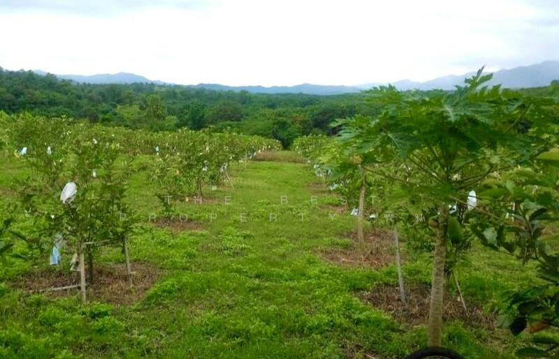 For Sale - ที่ดินพร้อมสิ่งปลูกสร้างพร้าว เชียงใหม่, Chiang Mai