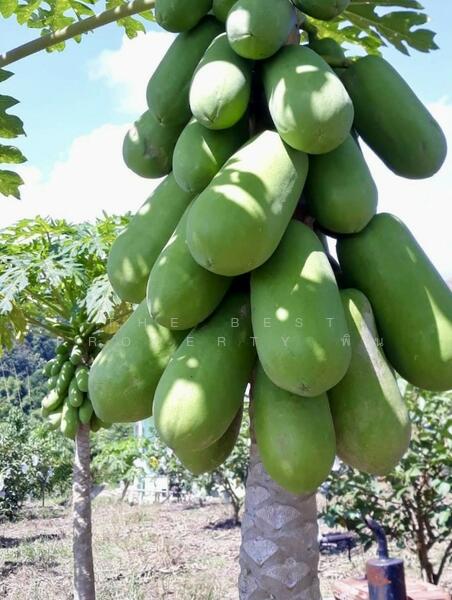 For Sale - ที่ดินพร้อมสิ่งปลูกสร้างพร้าว เชียงใหม่, Chiang Mai