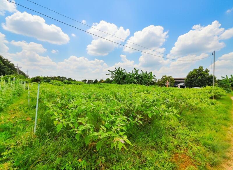 ขาย - ที่ดินหนองงูเหลือม นครปฐม, นครปฐม