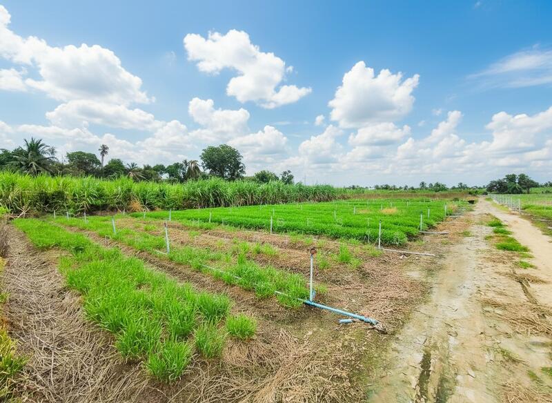 ขาย - ที่ดินหนองงูเหลือม นครปฐม, นครปฐม