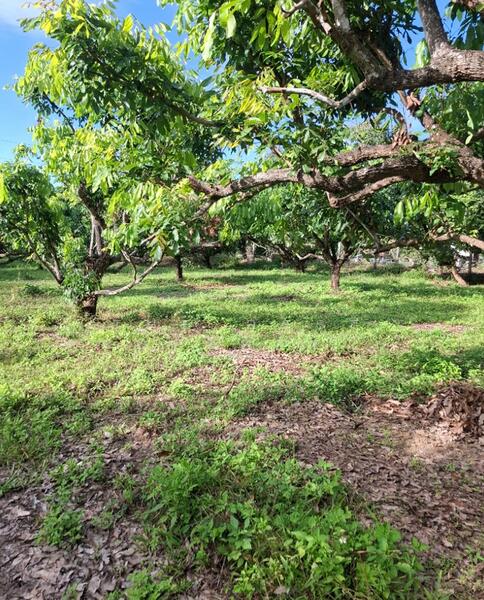 For Sale - ที่ดินขุนตาล เชียงราย, Chiang Rai