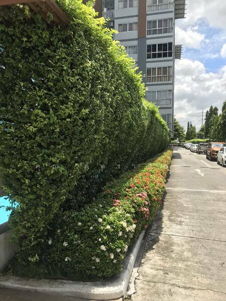 ให้เช่า - The Seasons Srinakarin : เดอะ ซีซั่น ศรีนครินทร์, สมุทรปราการ