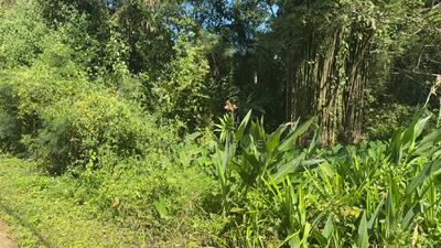 ขาย - ที่ดินแม่แตง เชียงใหม่, เชียงใหม่