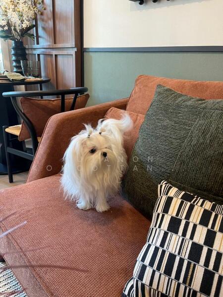 ขายดาวน์ - The Origin Phahol 57 : ดิ ออริจิ้น พหลโยธิน 57, กรุงเทพ