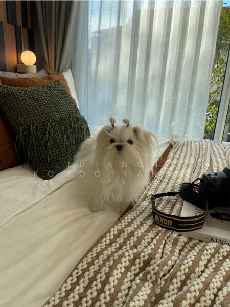 Option To Buy - The Origin Phahol 57, Bangkok