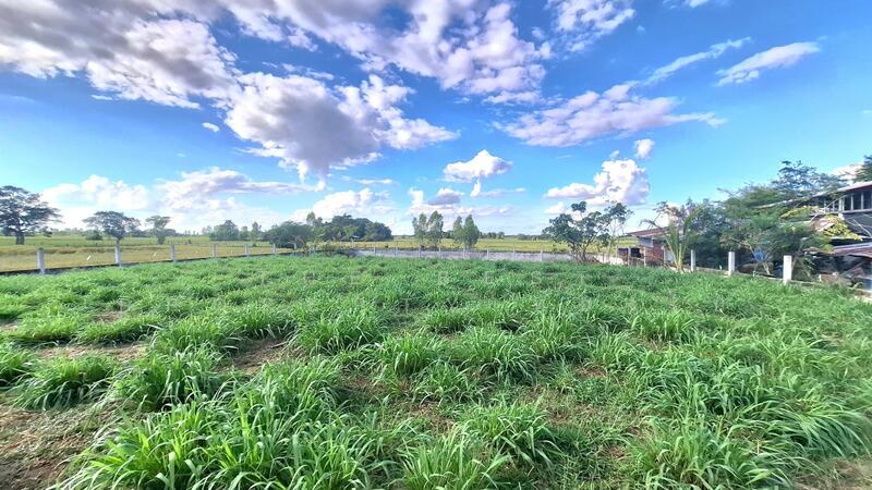 ขาย - ที่ดินพยัคฆภูมิพิสัย มหาสารคาม, มหาสารคาม