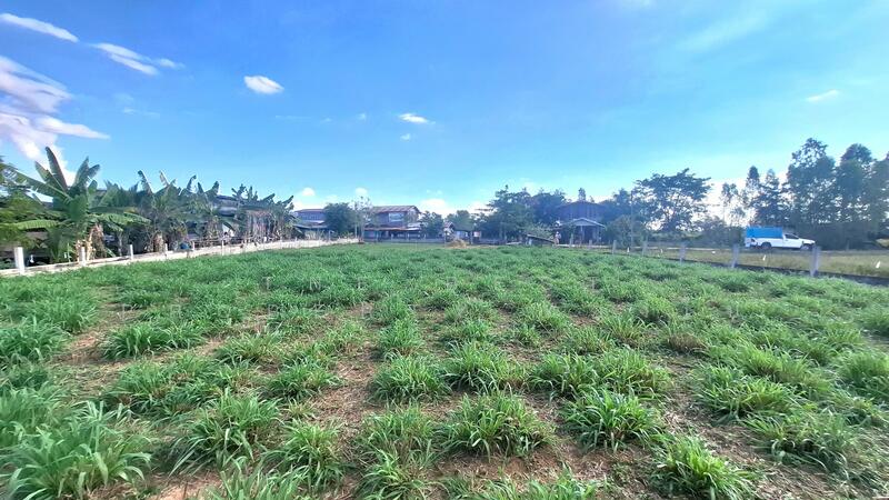 ขาย - ที่ดินพยัคฆภูมิพิสัย มหาสารคาม, มหาสารคาม