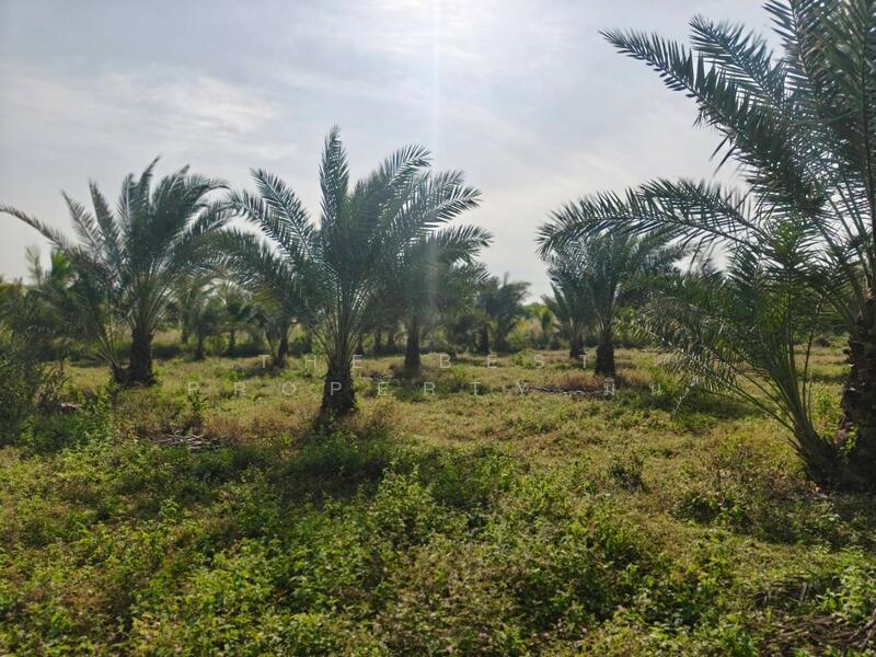 ขาย - ที่ดินหล่มสัก เพชรบูรณ์, เพชรบูรณ์