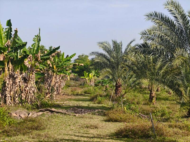 ขาย - ที่ดินหล่มสัก เพชรบูรณ์, เพชรบูรณ์
