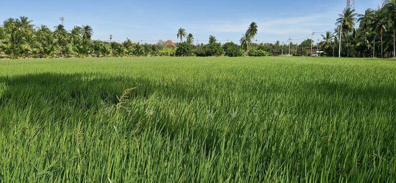 ขาย - ขายที่นาและสวนมะพร้าว 13 ไร่ ติดถนน 3088, ราชบุรี