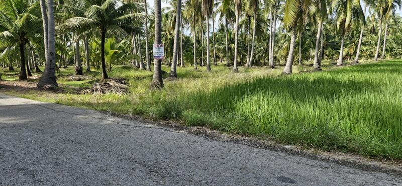 ขาย - ขายที่นาและสวนมะพร้าว 13 ไร่ ติดถนน 3088, ราชบุรี