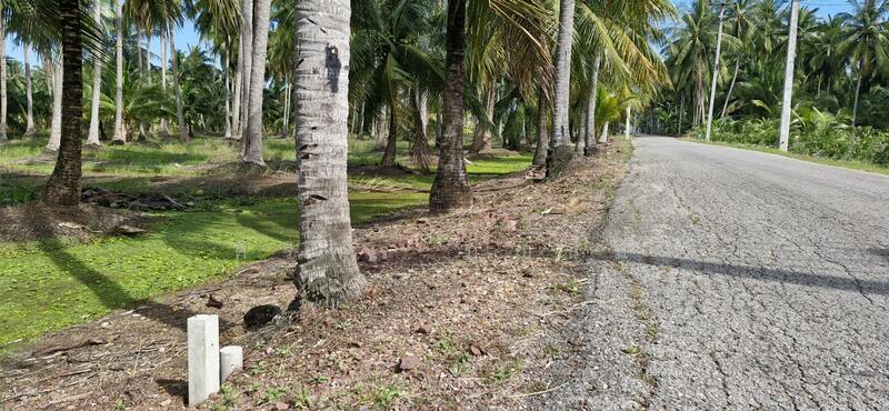 ขาย - ขายที่นาและสวนมะพร้าว 13 ไร่ ติดถนน 3088, ราชบุรี