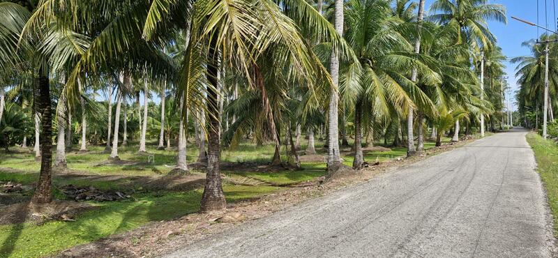 ขาย - ขายที่นาและสวนมะพร้าว 13 ไร่ ติดถนน 3088, ราชบุรี