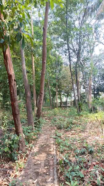 Ban Thawai Chiangmai, Chiang Mai, หางดง-ท่าขี้เหล็ก high way2001, Ban Waen, Hang Dong, Chiang Mai, , 8,148 sqm, Land For Sale, by แสงเดือน คงแนวดี, 500045014 - DDproperty.com