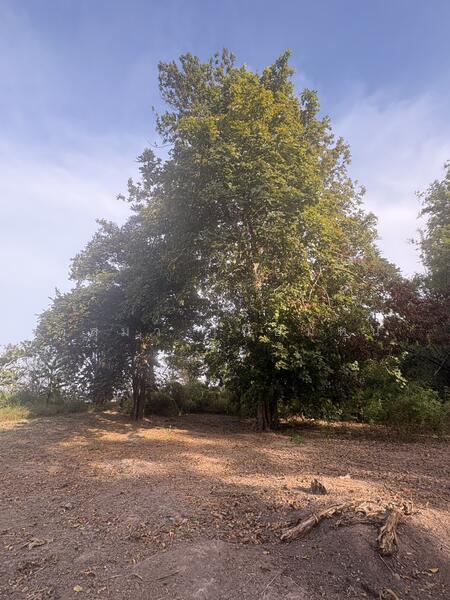 ขาย - ที่ดินเปล่า, มุกดาหาร