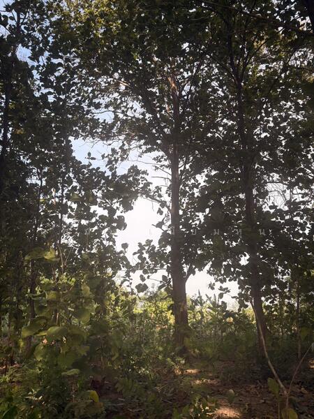 ขาย - ที่ดินเปล่า, มุกดาหาร