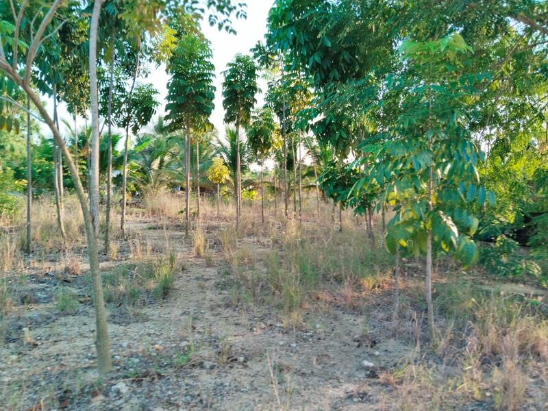ที่ดินสามพราน นครปฐม, นครปฐม, คลองจินดา, สามพราน, นครปฐม, 3,532 ตร.ม., ที่ดิน ขาย, โดย The Best Property รัก, 500049647 - DDproperty.com