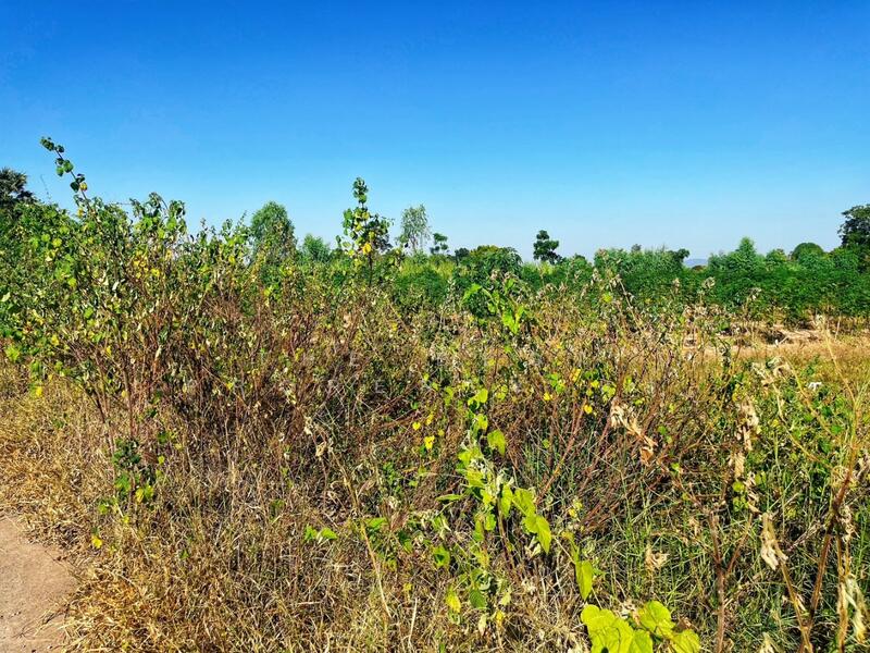 ขาย - ที่ดินห้วยกระเจา กาญจนบุรี, กาญจนบุรี