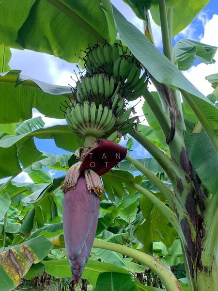 ขาย - ขายที่ดินทำเลทอง! หมู่บ้านช่างทอง ต.สุเทพ อ.เมืองเชียงใหม่ ใกล้มหาวิทยาลัยเชียงใหม่ (หลัง มช.), เชียงใหม่