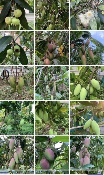 ขาย - ขายที่ดินทำเลทอง! หมู่บ้านช่างทอง ต.สุเทพ อ.เมืองเชียงใหม่ ใกล้มหาวิทยาลัยเชียงใหม่ (หลัง มช.), เชียงใหม่