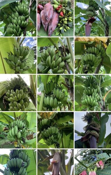 ขาย - ขายที่ดินทำเลทอง! หมู่บ้านช่างทอง ต.สุเทพ อ.เมืองเชียงใหม่ ใกล้มหาวิทยาลัยเชียงใหม่ (หลัง มช.), เชียงใหม่