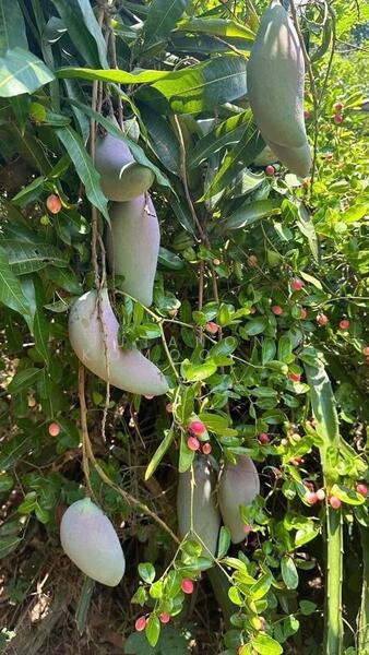 ขาย - ขายที่ดินทำเลทอง! หมู่บ้านช่างทอง ต.สุเทพ อ.เมืองเชียงใหม่ ใกล้มหาวิทยาลัยเชียงใหม่ (หลัง มช.), เชียงใหม่