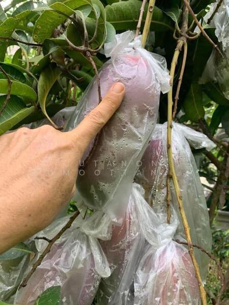 ขาย - ขายที่ดินทำเลทอง! หมู่บ้านช่างทอง ต.สุเทพ อ.เมืองเชียงใหม่ ใกล้มหาวิทยาลัยเชียงใหม่ (หลัง มช.), เชียงใหม่