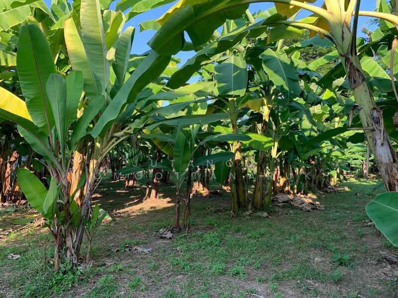 ขาย - ขายที่ดินทำเลทอง! หมู่บ้านช่างทอง ต.สุเทพ อ.เมืองเชียงใหม่ ใกล้มหาวิทยาลัยเชียงใหม่ (หลัง มช.), เชียงใหม่