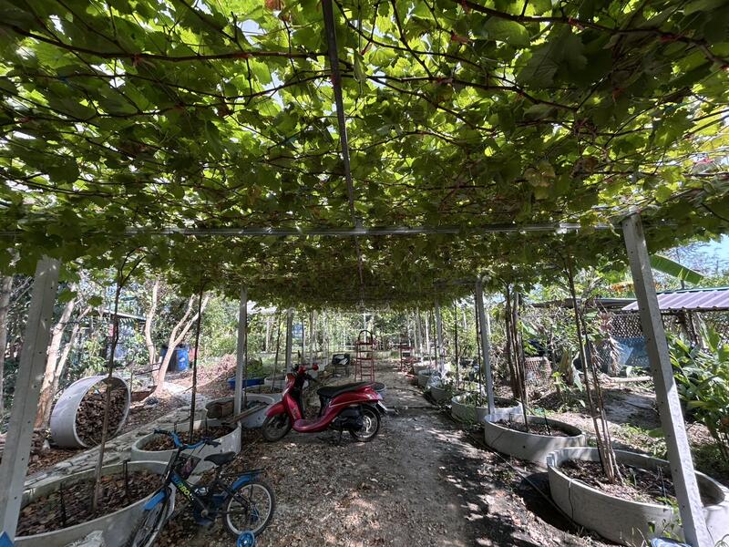 รายได้มั่นคง ไร่องุ่นและบ่อตกปลาใจกลางชุมชน ฟาร์ม ช.วีรศุ ( C.Veerasu Farm ) ขาย สวนเกษตรอินทรีย์, Chon Buri (Pattaya), Na Roek, Phanat Nikhom, Chon Buri (Pattaya), , 2,364 sqm, Land For Sale, by คุณหมู, 500053608 - DDproperty.com