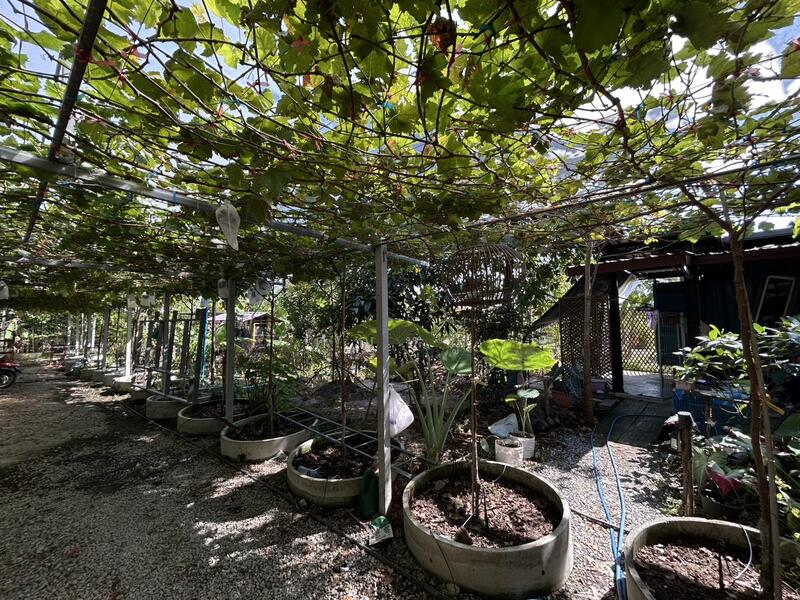 รายได้มั่นคง ไร่องุ่นและบ่อตกปลาใจกลางชุมชน ฟาร์ม ช.วีรศุ ( C.Veerasu Farm ) ขาย สวนเกษตรอินทรีย์, Chon Buri (Pattaya), Na Roek, Phanat Nikhom, Chon Buri (Pattaya), , 2,364 sqm, Land For Sale, by คุณหมู, 500053608 - DDproperty.com