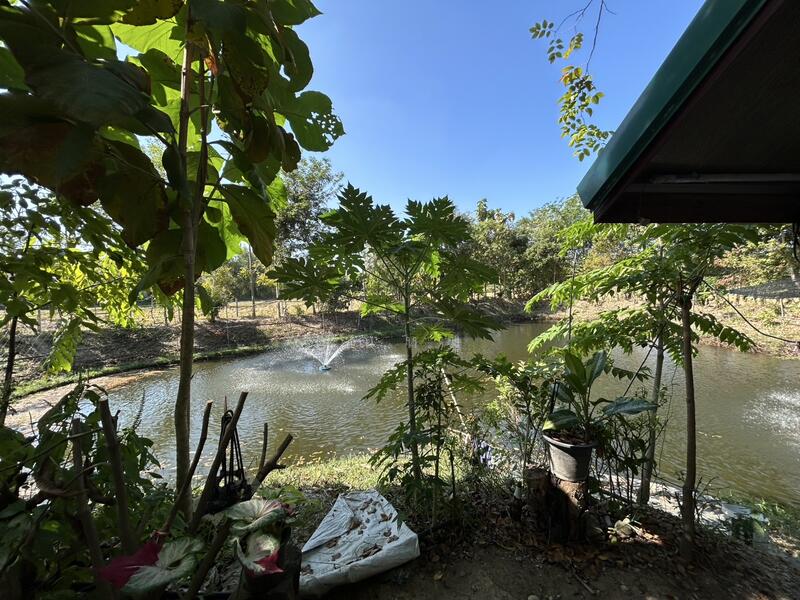 รายได้มั่นคง ไร่องุ่นและบ่อตกปลาใจกลางชุมชน ฟาร์ม ช.วีรศุ ( C.Veerasu Farm ) ขาย สวนเกษตรอินทรีย์, Chon Buri (Pattaya), Na Roek, Phanat Nikhom, Chon Buri (Pattaya), , 2,364 sqm, Land For Sale, by คุณหมู, 500053608 - DDproperty.com