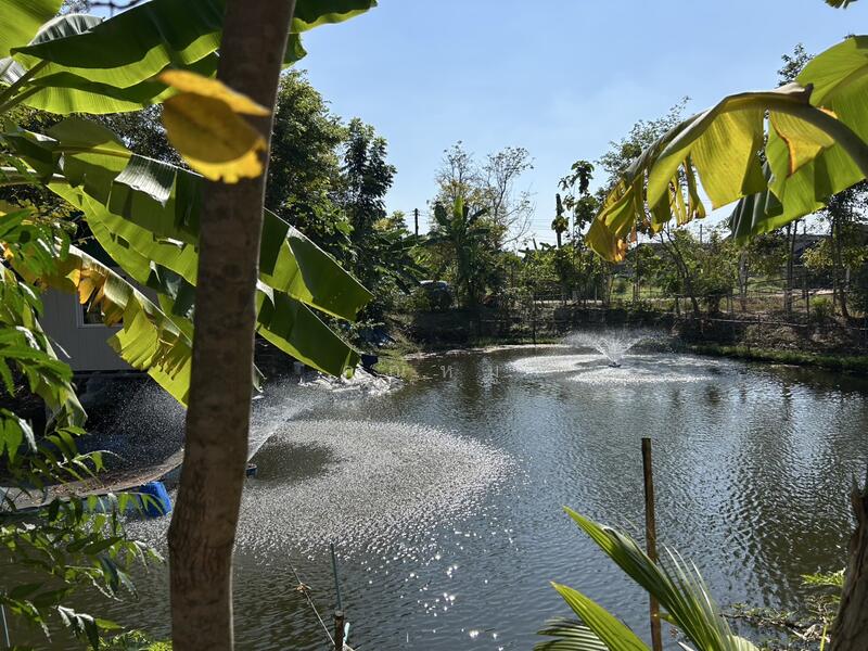 รายได้มั่นคง ไร่องุ่นและบ่อตกปลาใจกลางชุมชน ฟาร์ม ช.วีรศุ ( C.Veerasu Farm ) ขาย สวนเกษตรอินทรีย์, Chon Buri (Pattaya), Na Roek, Phanat Nikhom, Chon Buri (Pattaya), , 2,364 sqm, Land For Sale, by คุณหมู, 500053608 - DDproperty.com