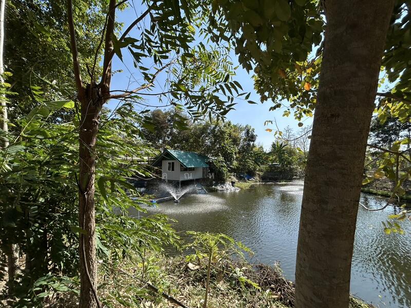 รายได้มั่นคง ไร่องุ่นและบ่อตกปลาใจกลางชุมชน ฟาร์ม ช.วีรศุ ( C.Veerasu Farm ) ขาย สวนเกษตรอินทรีย์, Chon Buri (Pattaya), Na Roek, Phanat Nikhom, Chon Buri (Pattaya), , 2,364 sqm, Land For Sale, by คุณหมู, 500053608 - DDproperty.com